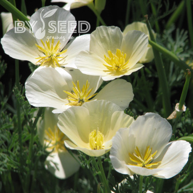 Pavot de Californie Alba