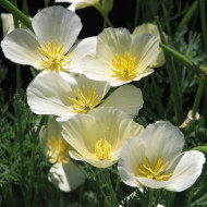 Pavot de Californie Alba