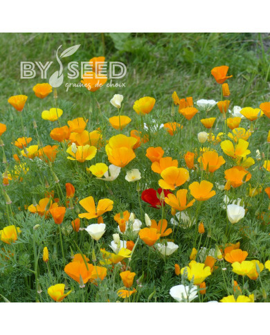 Pavot de Californie Garden Mix