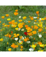 Pavot de Californie Alba