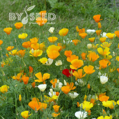 Pavot de Californie Garden Mix
