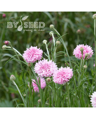 Centaurée barbeau Pinkie