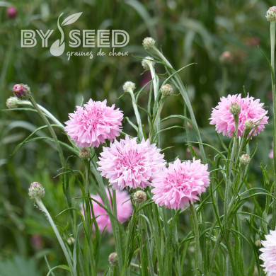 Centaurée barbeau Pinkie