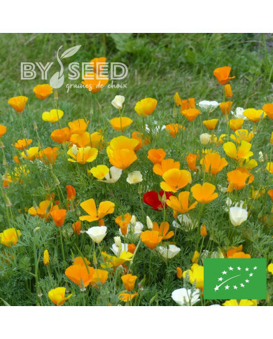 Pavot de Californie Garden Mix BIO