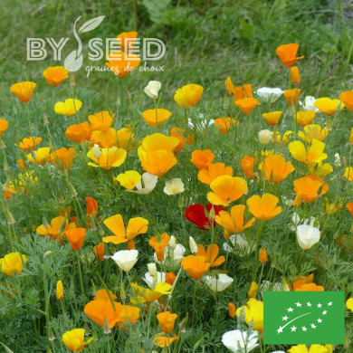 Pavot de Californie Garden Mix BIO