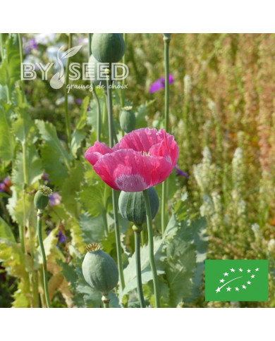 Pavot annuel Giant Bowling Ball BIO