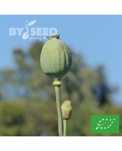 Pavot annuel Giant Bowling Ball BIO