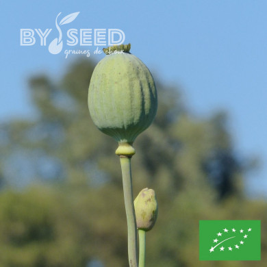 Pavot annuel Giant Bowling Ball BIO