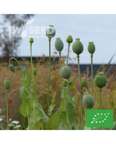 Pavot annuel Giant Bowling Ball BIO