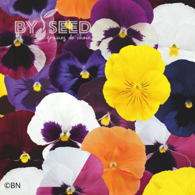 Pensée Inspire® Deluxxe Maxi Mix