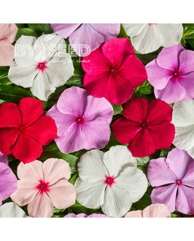 Pervenche de Madagascar Volcano F1 Mix