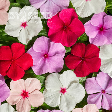 Pervenche de Madagascar Volcano F1 Mix