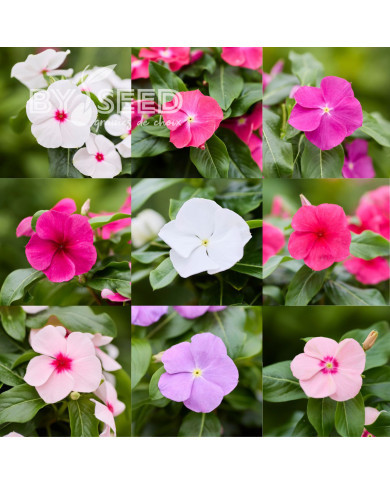 Pervenche de Madagascar Heatwave Mix