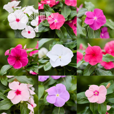 Pervenche de Madagascar Heatwave Mix