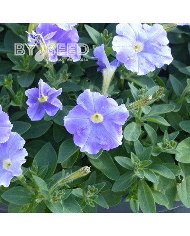 Pétunia Flashforward Sky Blue (graines enrobées)