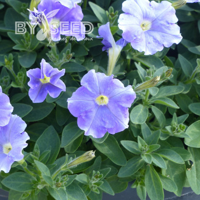 Pétunia Flashforward Sky Blue (graines enrobées)