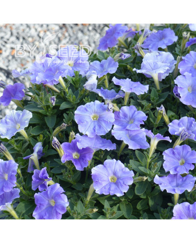Pétunia Flashforward Sky Blue (graines enrobées)