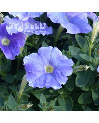 Pétunia Flashforward Sky Blue (graines enrobées)