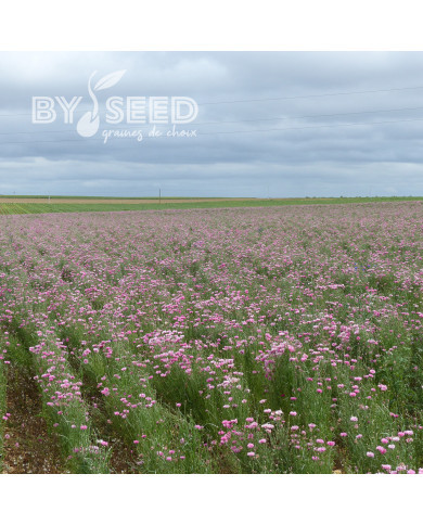 Centaurée barbeau Pinkie