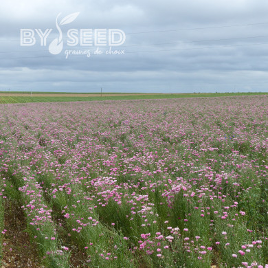 Centaurée barbeau Pinkie