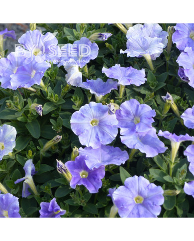Pétunia Flashforward Sky Blue (graines enrobées)