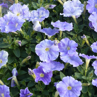 Pétunia Flashforward Sky Blue (graines enrobées)