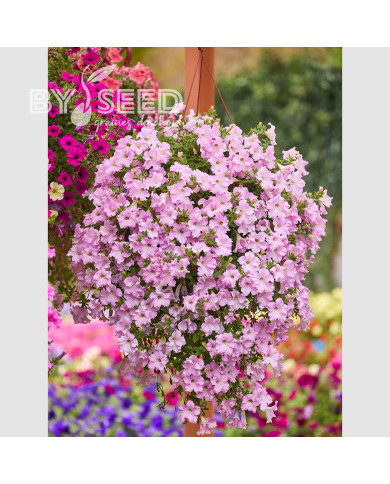 Pétunia Diamond Pearly Shades (graines enrobées)