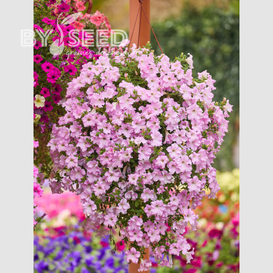 Pétunia Diamond Pearly Shades (graines enrobées)