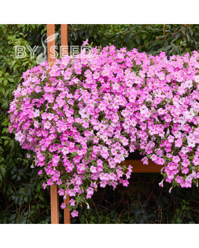 Pétunia Diamond Pearly Shades (graines enrobées)