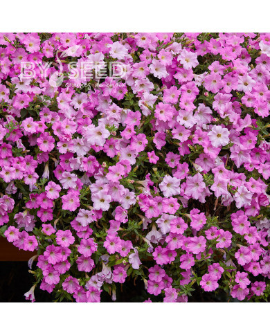 Pétunia Diamond Pearly Shades (graines enrobées)