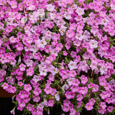 Pétunia Diamond Pearly Shades (graines enrobées)