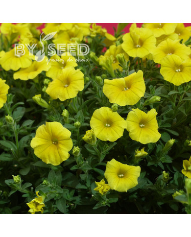 Petchoa Caliburst Yellow (graines enrobées)