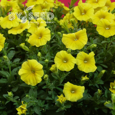 Petchoa Caliburst Yellow (graines enrobées)