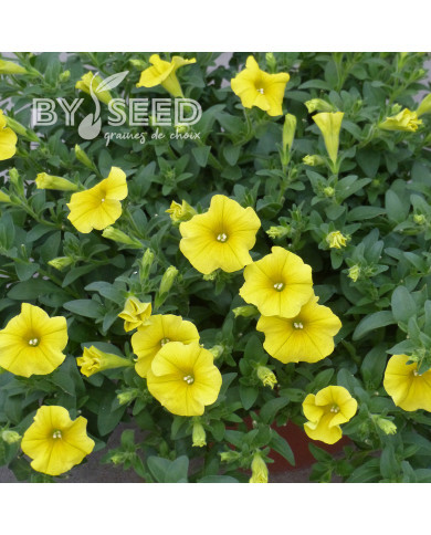 Petchoa Caliburst Yellow (graines enrobées)