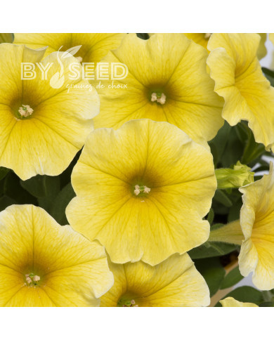 Petchoa Caliburst Yellow (graines enrobées)