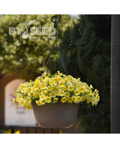 Petchoa Caliburst Yellow (graines enrobées)