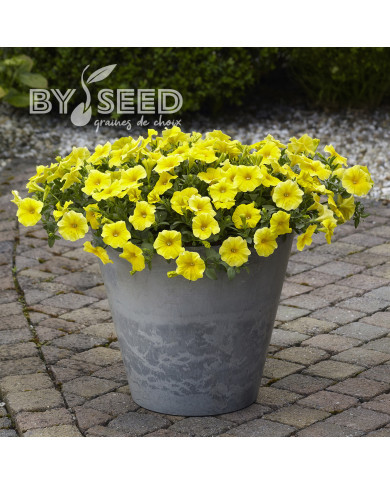 Petchoa Caliburst Yellow (graines enrobées)