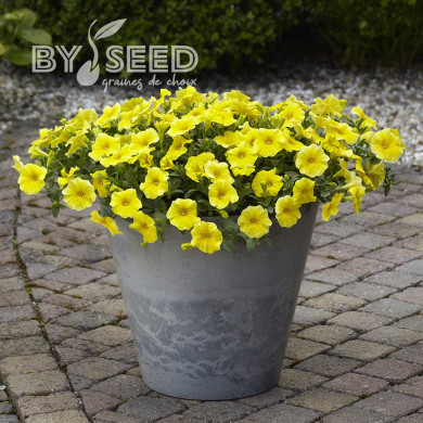 Petchoa Caliburst Yellow (graines enrobées)