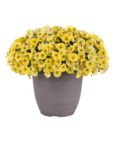 Petchoa Caliburst Yellow (graines enrobées)