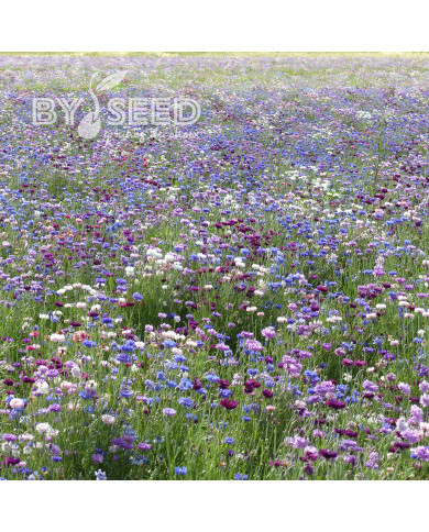 Centaurée barbeau Polka Dot