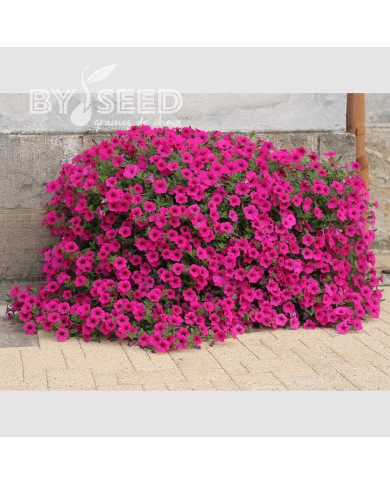 Pétunia Velvet Purple (graines enrobées)