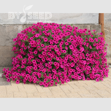 Pétunia Velvet Purple (graines enrobées)