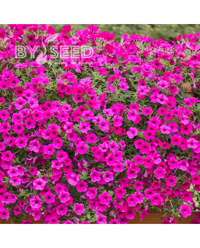 Pétunia Velvet Purple (graines enrobées)