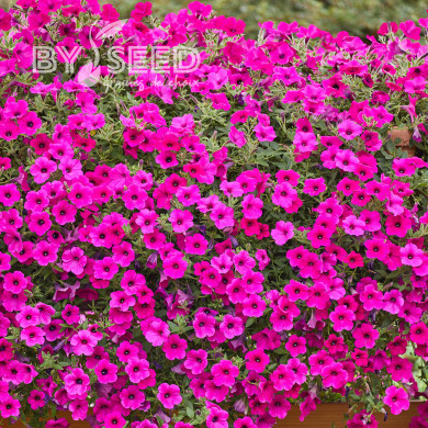 Pétunia Velvet Purple (graines enrobées)