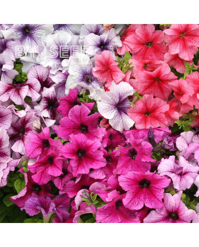 Pétunia Prism Sundae Mix (graines enrobées)