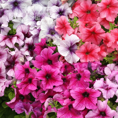 Pétunia Prism Sundae Mix (graines enrobées)