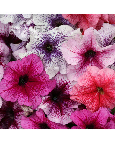 Pétunia Prism Sundae Mix (graines enrobées)