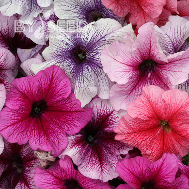 Pétunia Prism Sundae Mix (graines enrobées)