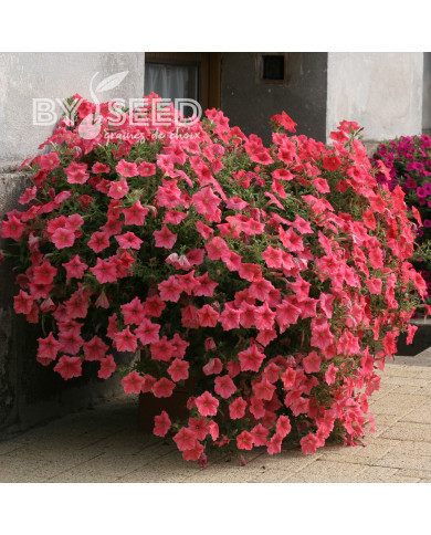 Pétunia Velvet Salmon Shades (graines enrobées)