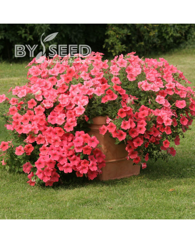 Pétunia Velvet Salmon Shades (graines enrobées)